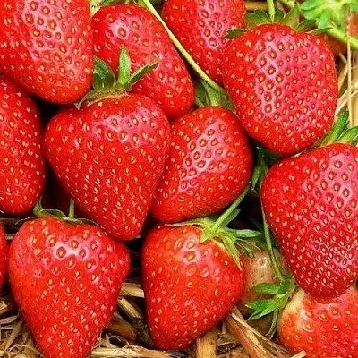 Клубника КВИКИ в Липецке