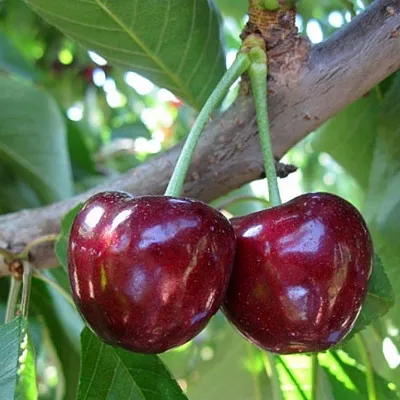 Черешня СЮБАРОВСКАЯ  Черешня СЮБАРОВСКАЯ в Липецке