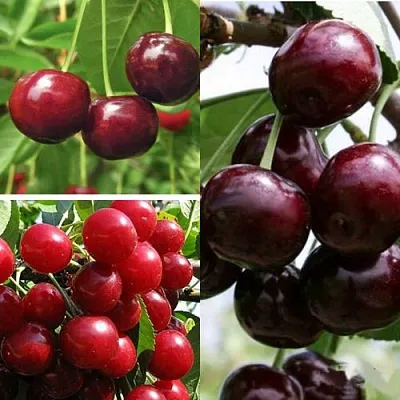 Комплект ВИШНЕВЫЙ САД в Липецке