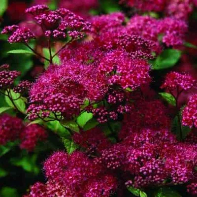 Спирея АНТОНИ ВАТЕРЕР японская  Спирея АНТОНИ ВАТЕРЕР японская в Липецке