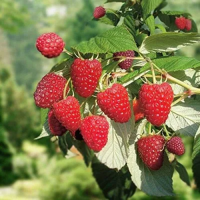 Малина РУБИФОЛ  Малина РУБИФОЛ в Липецке