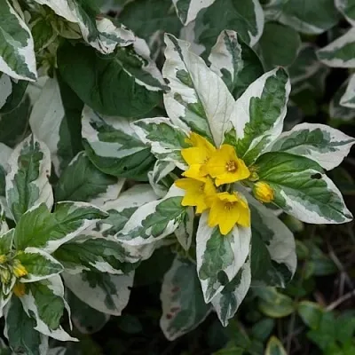 Вербейник АЛЕКСАНДР точечный  Вербейник АЛЕКСАНДР точечный в Липецке