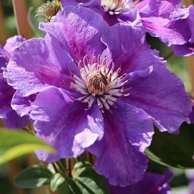 Клематис АШВА  Клематис АШВА в Липецке