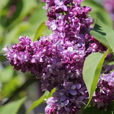 Сирень ИЗОБИЛИЕ  Сирень ИЗОБИЛИЕ в Липецке