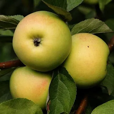 Яблоня ДАНИЛА  Яблоня ДАНИЛА в Липецке