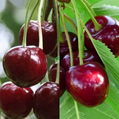 Комплект ВИШНЕВЫЙ ТАНДЕМ в Липецке