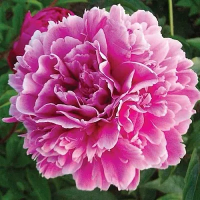 Пион ПУРПУРНАЯ ФЕЕРИЯ травянистый  Пион ПУРПУРНАЯ ФЕЕРИЯ травянистый в Липецке