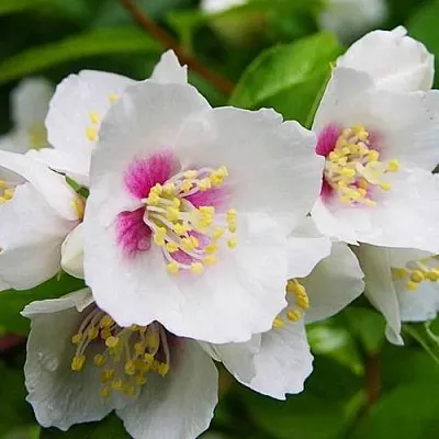 Жасмин БЕЛЬ ЭТУАЛЬ  Жасмин БЕЛЬ ЭТУАЛЬ в Липецке