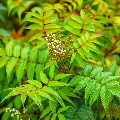 Рябинник  Рябинник в Липецке