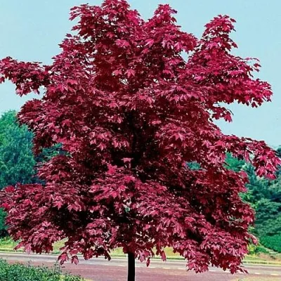 Клен КРИМСОН КИНГ остролистный  Клен КРИМСОН КИНГ остролистный в Липецке