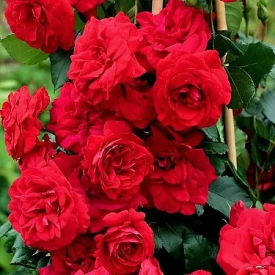 Саженцы роз АМАДЕУС плетистая  Саженцы роз АМАДЕУС плетистая в Липецке