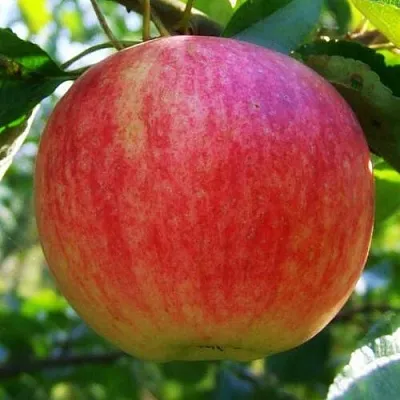 Яблоня Штрифель (Штрейфлинг или Осеннее полосатое) в Липецке