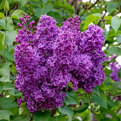 Сирень СУМЕРКИ  Сирень СУМЕРКИ в Липецке