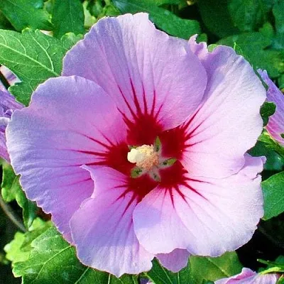 Гибискус ПИНК ФЛИРТ сирийский  Гибискус ПИНК ФЛИРТ сирийский в Липецке