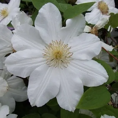 Клематис  Клематис в Липецке