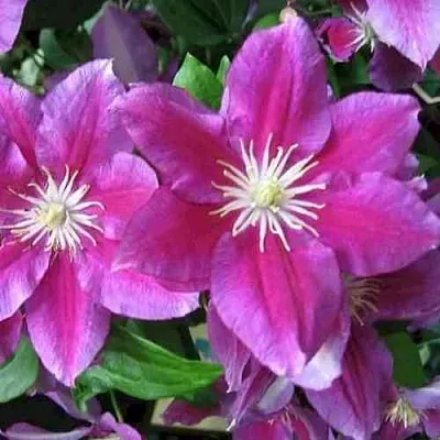 Клематис ХАНИЯ  Клематис ХАНИЯ в Липецке