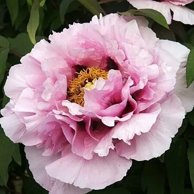 Пион РОЗОВАЯ РЕКА древовидный  Пион РОЗОВАЯ РЕКА древовидный в Липецке