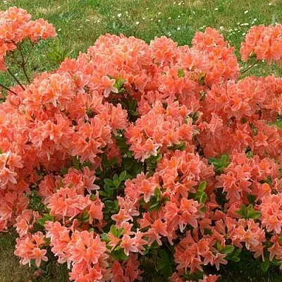 Рододендрон ЯПОНСКИЙ ОРАНЖЕВЫЙ  Рододендрон ЯПОНСКИЙ ОРАНЖЕВЫЙ в Липецке