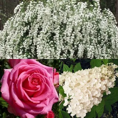 Комплект ВЕЧНАЯ КЛАССИКА в Липецке