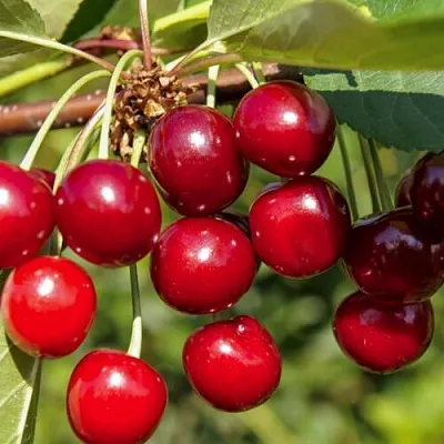 Вишня ЛЮБСКАЯ в Липецке