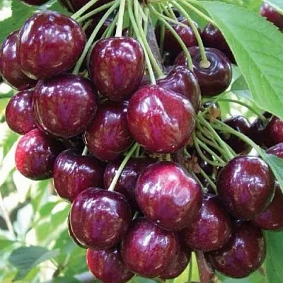 Черешня СЭМ колонновидная  Черешня СЭМ колонновидная в Липецке