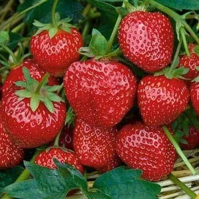 Клубника СЕЛЬВА ремонтантная в Липецке