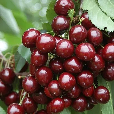 Черешня СИЛЬВИЯ колоновидная  Черешня СИЛЬВИЯ колоновидная в Липецке