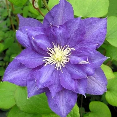 Клематис БЬЮТИ ОФ ВОЧЕСТЕР  Клематис БЬЮТИ ОФ ВОЧЕСТЕР в Липецке