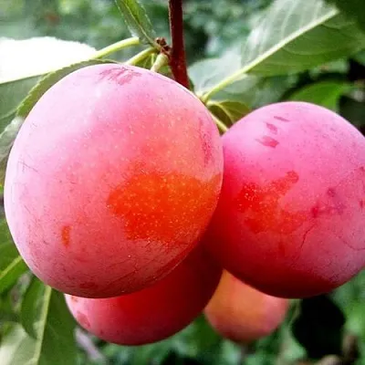 Слива КОМЕТА в Липецке