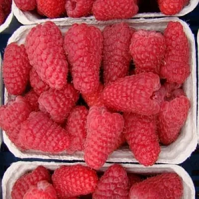 Саженцы малины Лячка