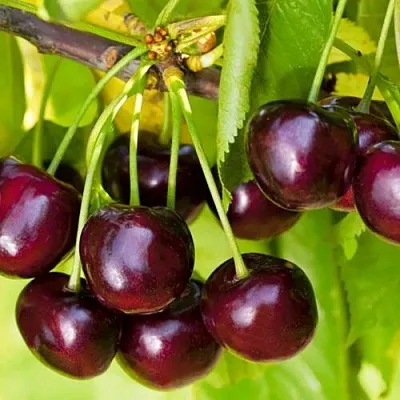 Черешня ИПУТЬ  Черешня ИПУТЬ в Липецке