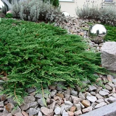 Можжевельник ПРИНЦ ОФ УЭЛЬС горизонтальный  Можжевельник ПРИНЦ ОФ УЭЛЬС горизонтальный в Липецке