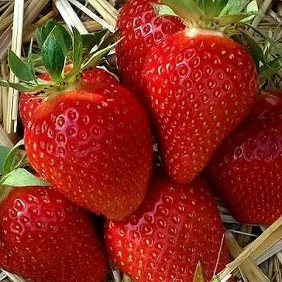 Клубника СИБИЛЛА в Липецке