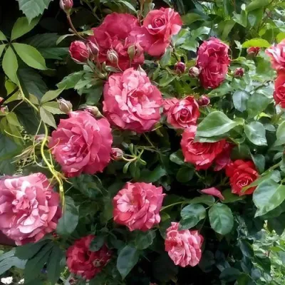 Саженцы роз БРАУНИ плетистая — описание сорта Саженцы роз БРАУНИ плетистая в Липецке