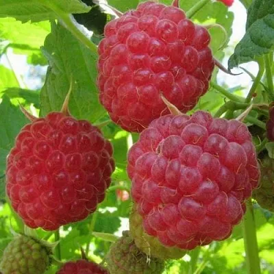 Малина НОВОСТЬ КУЗЬМИНА  в Липецке