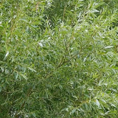 Ива ВИТЕЛЛИНА белая   Ива ВИТЕЛЛИНА белая  в Липецке