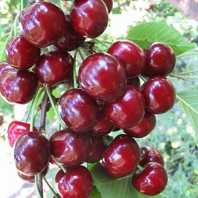 Черешня ОДРИНКА  Черешня ОДРИНКА в Липецке