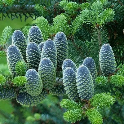 Пихта  Пихта в Липецке