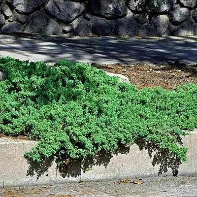 Можжевельник НАНА лежачий  Можжевельник НАНА лежачий в Липецке