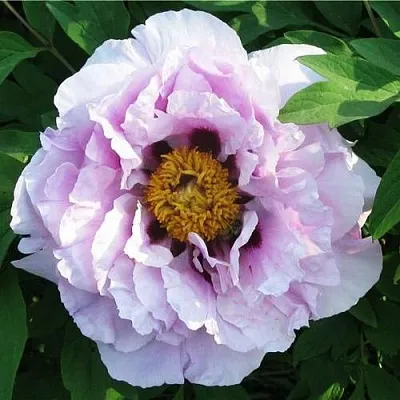 Пион СИНИЙ САПФИР древовидный  Пион СИНИЙ САПФИР древовидный в Липецке