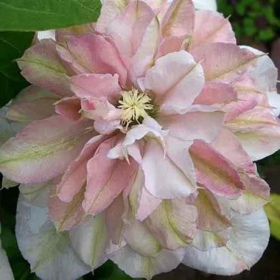 Клематис ИННОСЕНТ БЛАШ  Клематис ИННОСЕНТ БЛАШ в Липецке