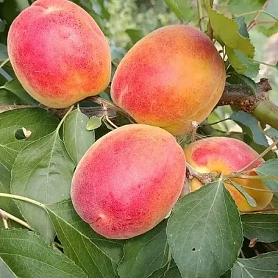 Абрикос ОСОБЕННЫЙ ДЕНИСЮКА  Абрикос ОСОБЕННЫЙ ДЕНИСЮКА в Липецке