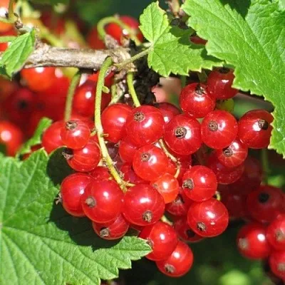 Смородина красная РАЧКОВСКАЯ  Смородина красная РАЧКОВСКАЯ в Липецке