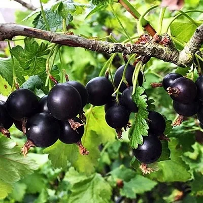 Йошта КРЫМСКАЯ в Липецке