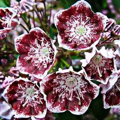 Кальмия БЛЕК ЛЕЙБЛ   Кальмия БЛЕК ЛЕЙБЛ  в Липецке