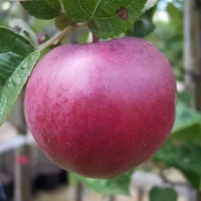 Яблоня НОРИС  Яблоня НОРИС в Липецке