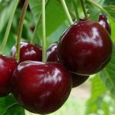 Вишня МИЛАВИЦА в Липецке