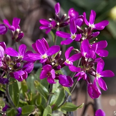 Арабис РОУЗ делайт  Арабис РОУЗ делайт в Липецке