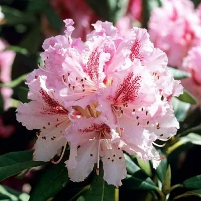 Рододендрон ЧИР  Рододендрон ЧИР в Липецке