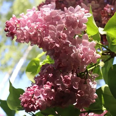 Сирень МЕДОВЫЙ СПАС  Сирень МЕДОВЫЙ СПАС в Липецке